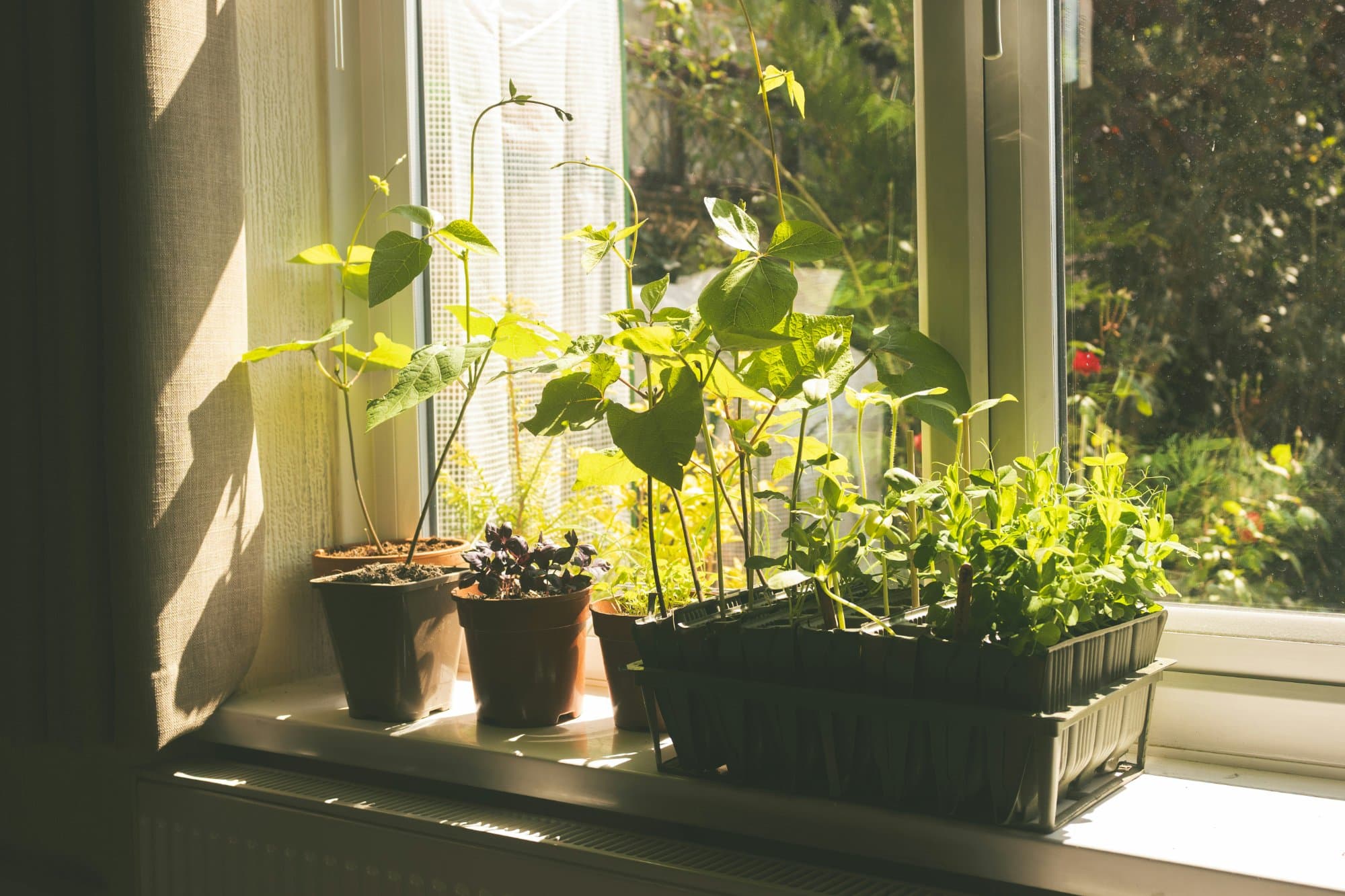 Getting Started with Homesteading: No Land Required