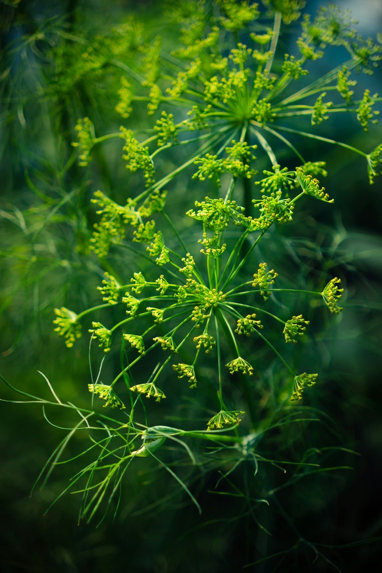 Medicinal Herbs Every Sovereign Household Should Grow